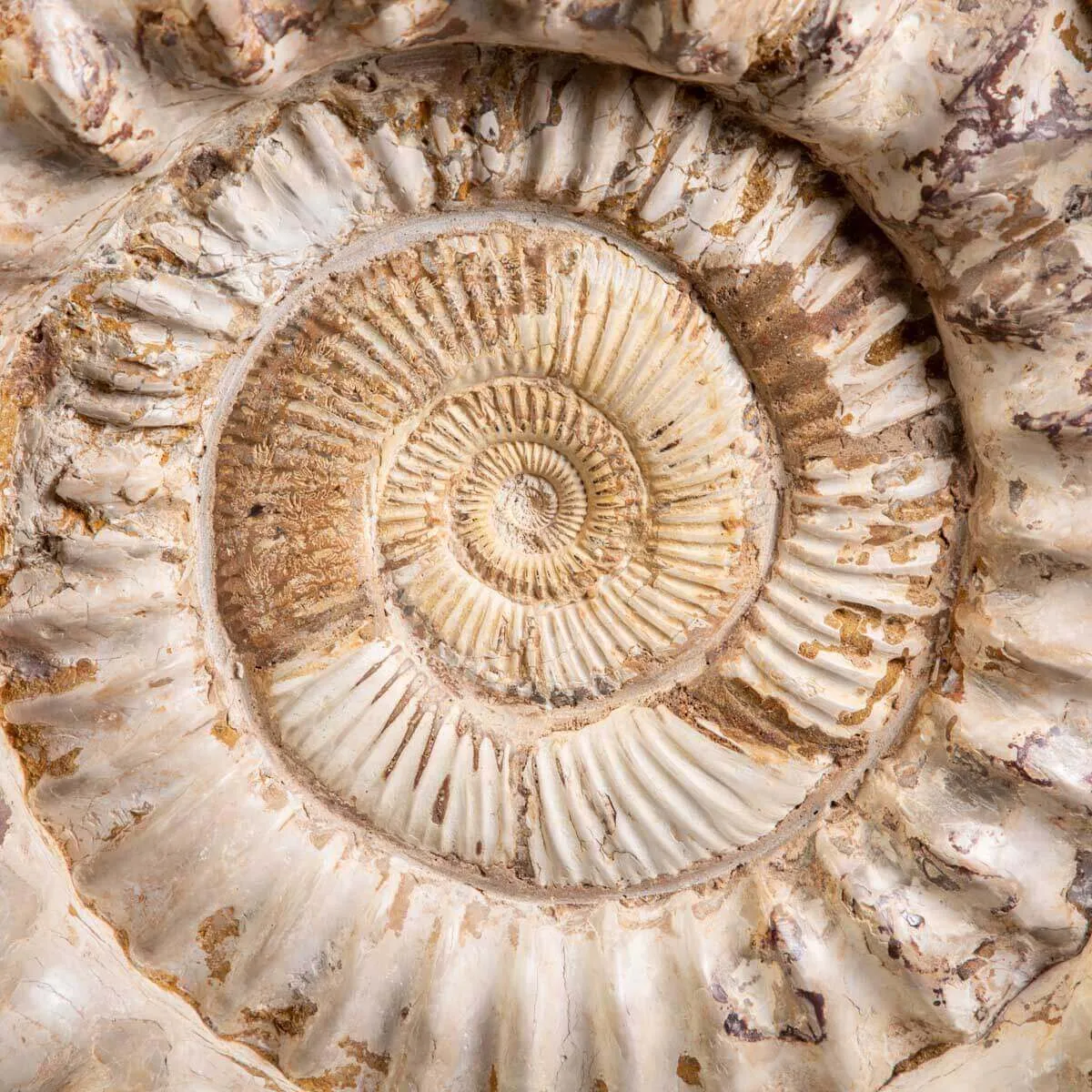 Fossile di Ammonite Kranosphinctes Giurassica dal Madagascar.