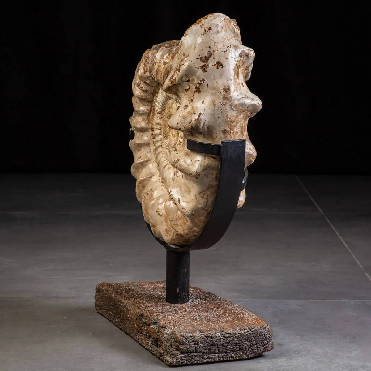 Fossile di Ammonite Kranosphinctes Giurassica dal Madagascar.