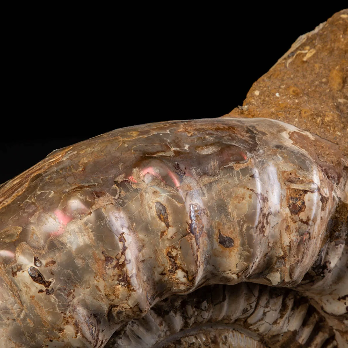 Fossile di Ammonite Kranosphinctes Giurassica dal Madagascar.