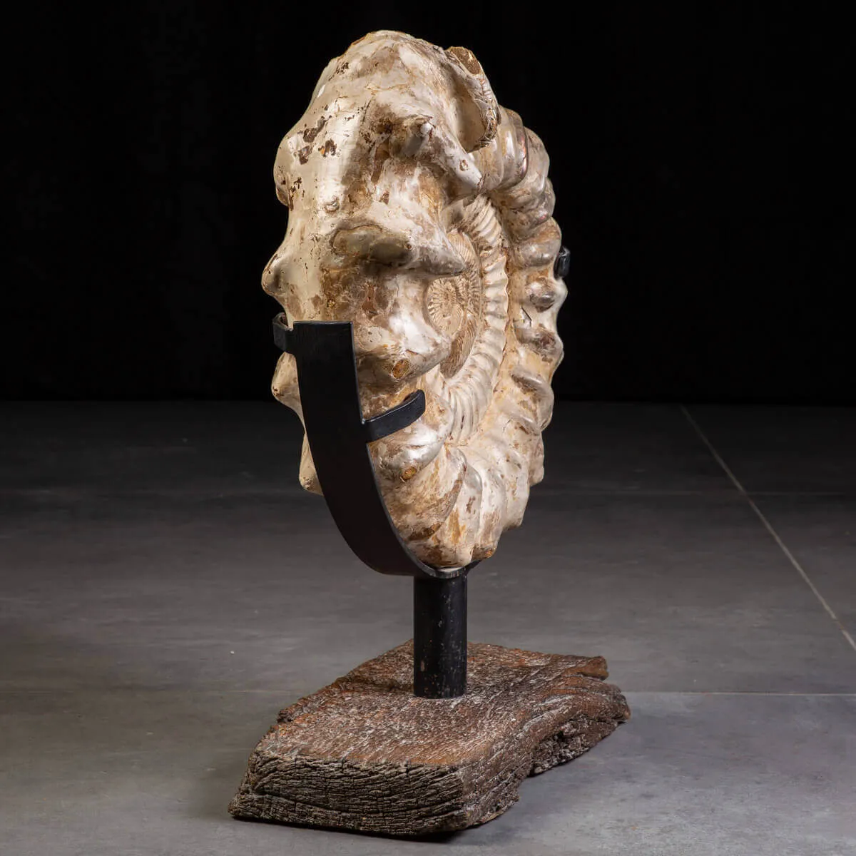 Fossile di Ammonite Kranosphinctes Giurassica dal Madagascar.