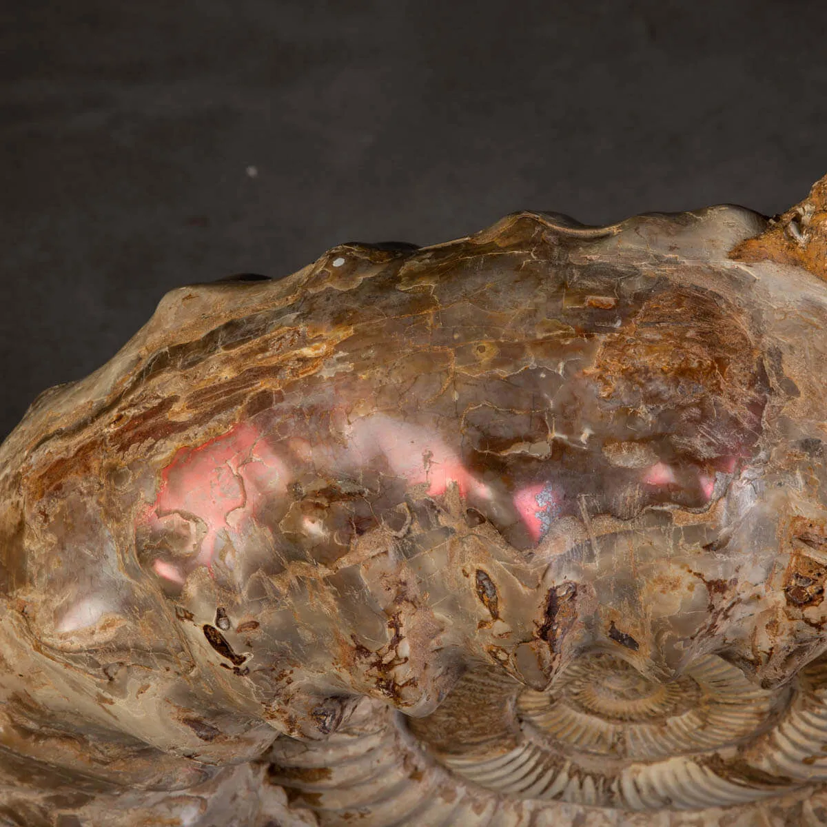 Fossile di Ammonite Kranosphinctes Giurassica dal Madagascar.