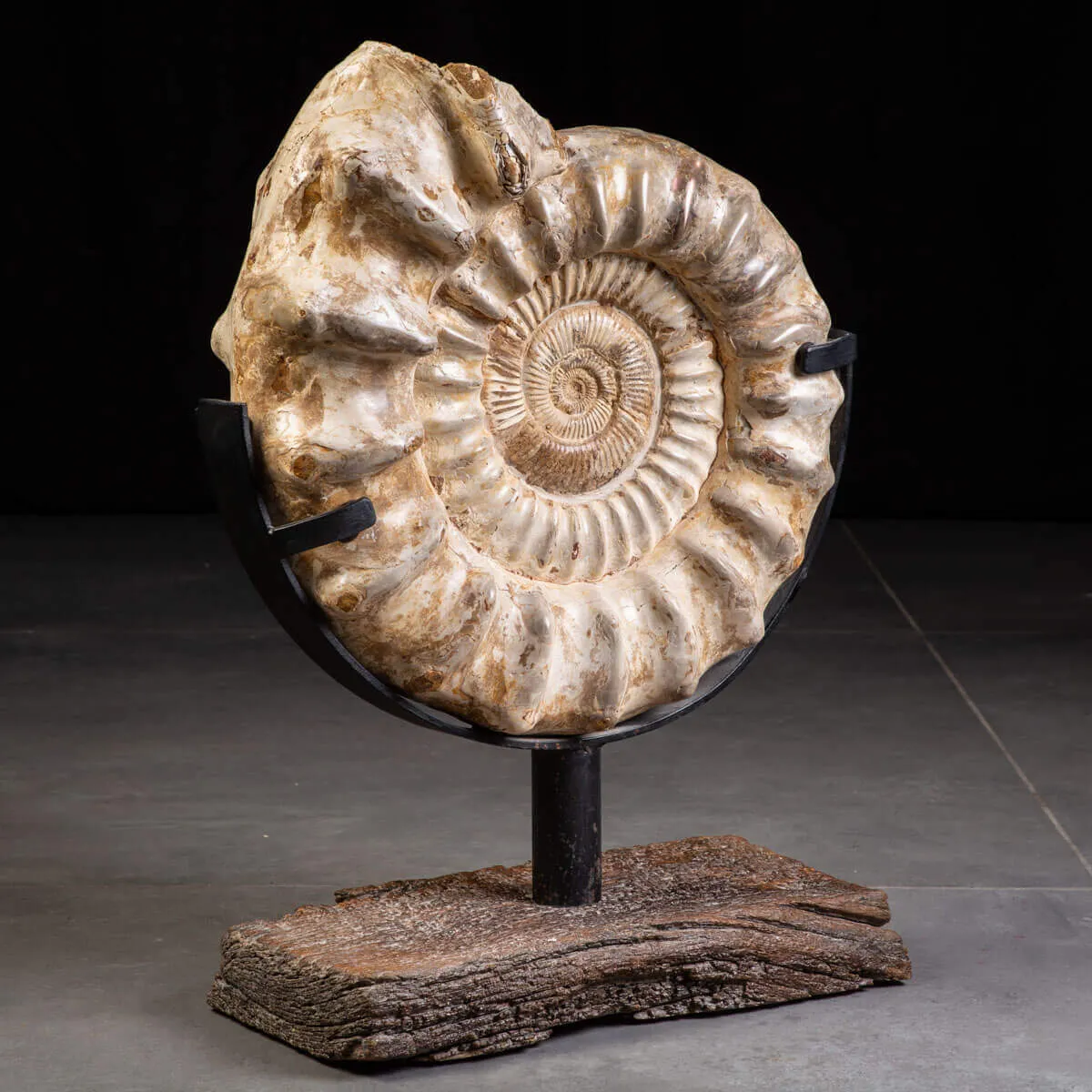 Fossile di Ammonite Kranosphinctes Giurassica dal Madagascar.