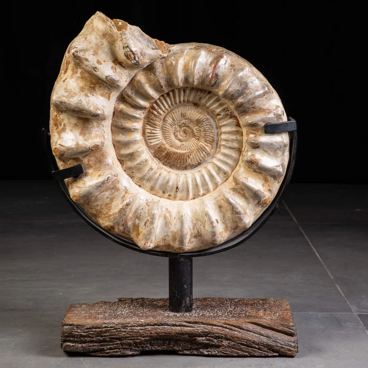 Fossile di Ammonite Kranosphinctes Giurassica dal Madagascar.