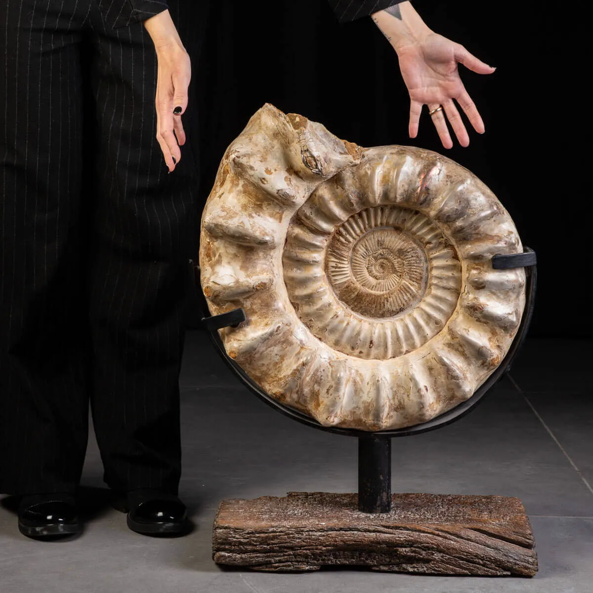 Fossile di Ammonite Kranosphinctes Giurassica dal Madagascar.