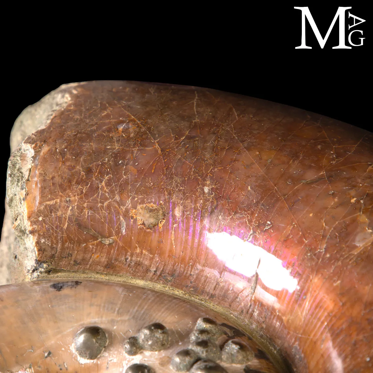 Rara Ammonite Lytoceras Opalescente con Cristalli di Pirite.