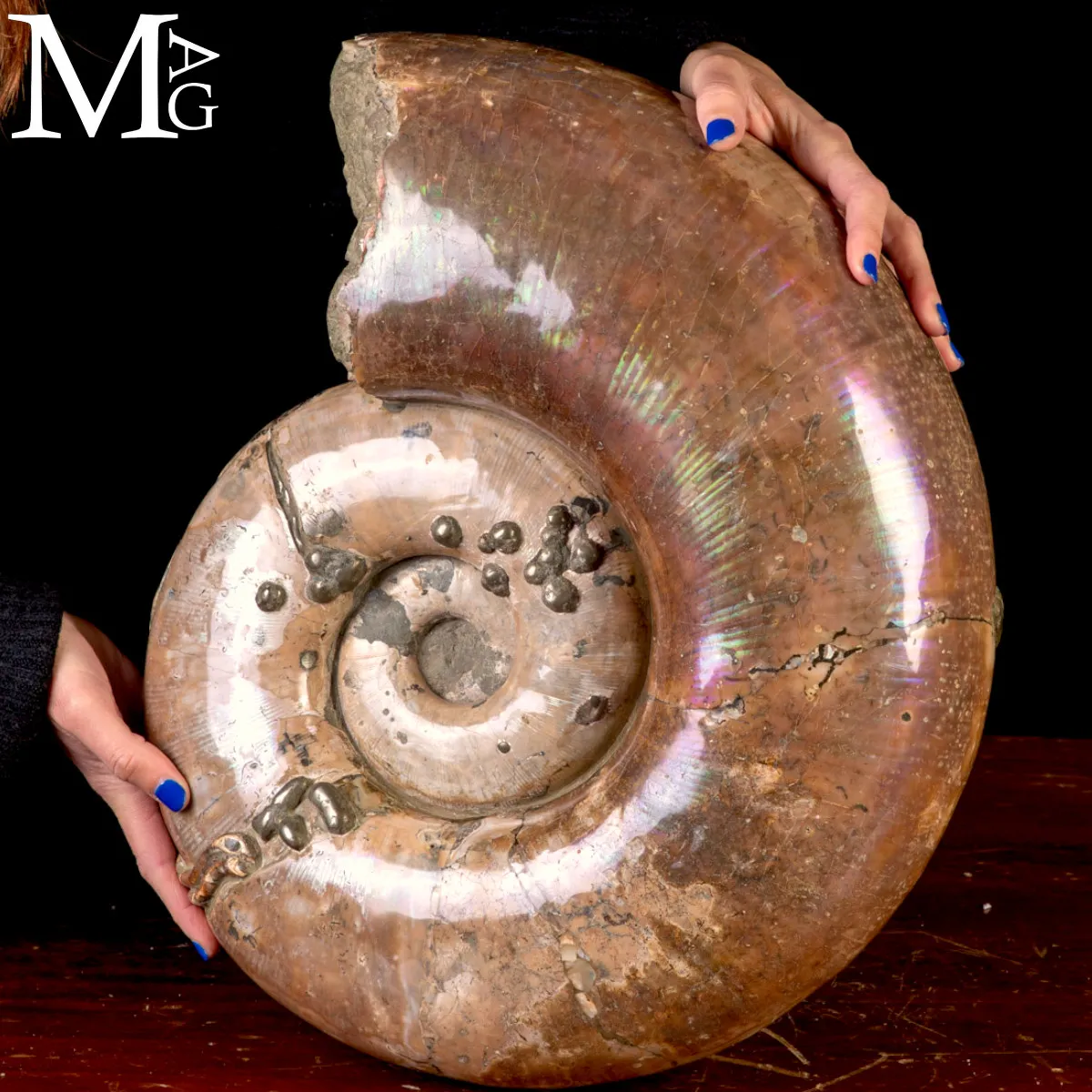 Rara Ammonite Lytoceras Opalescente con Cristalli di Pirite.