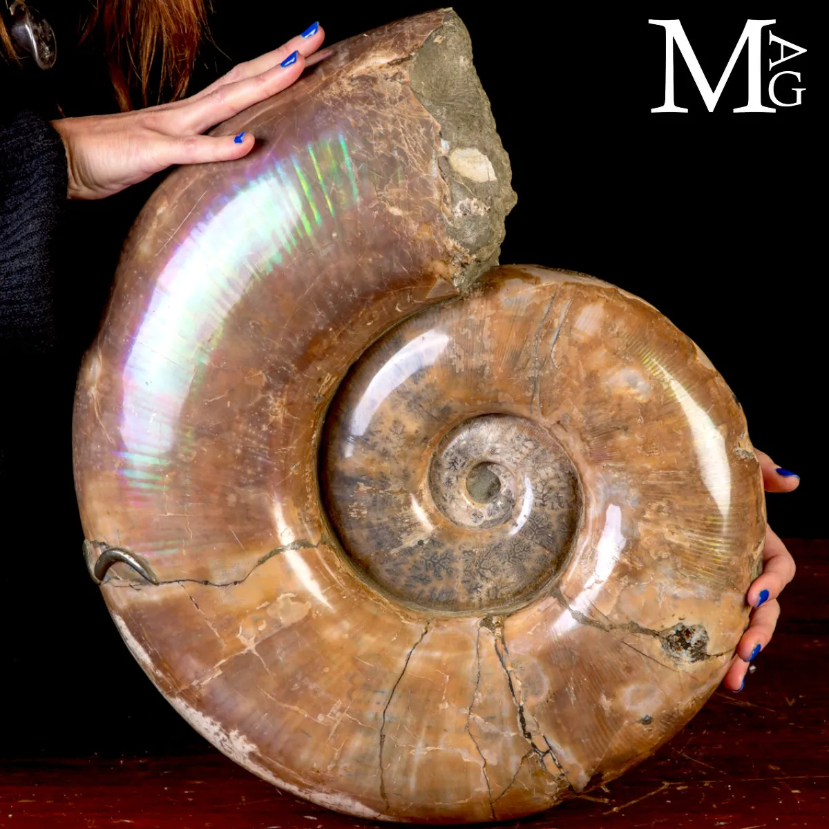 Rara Ammonite Lytoceras Opalescente con Cristalli di Pirite.