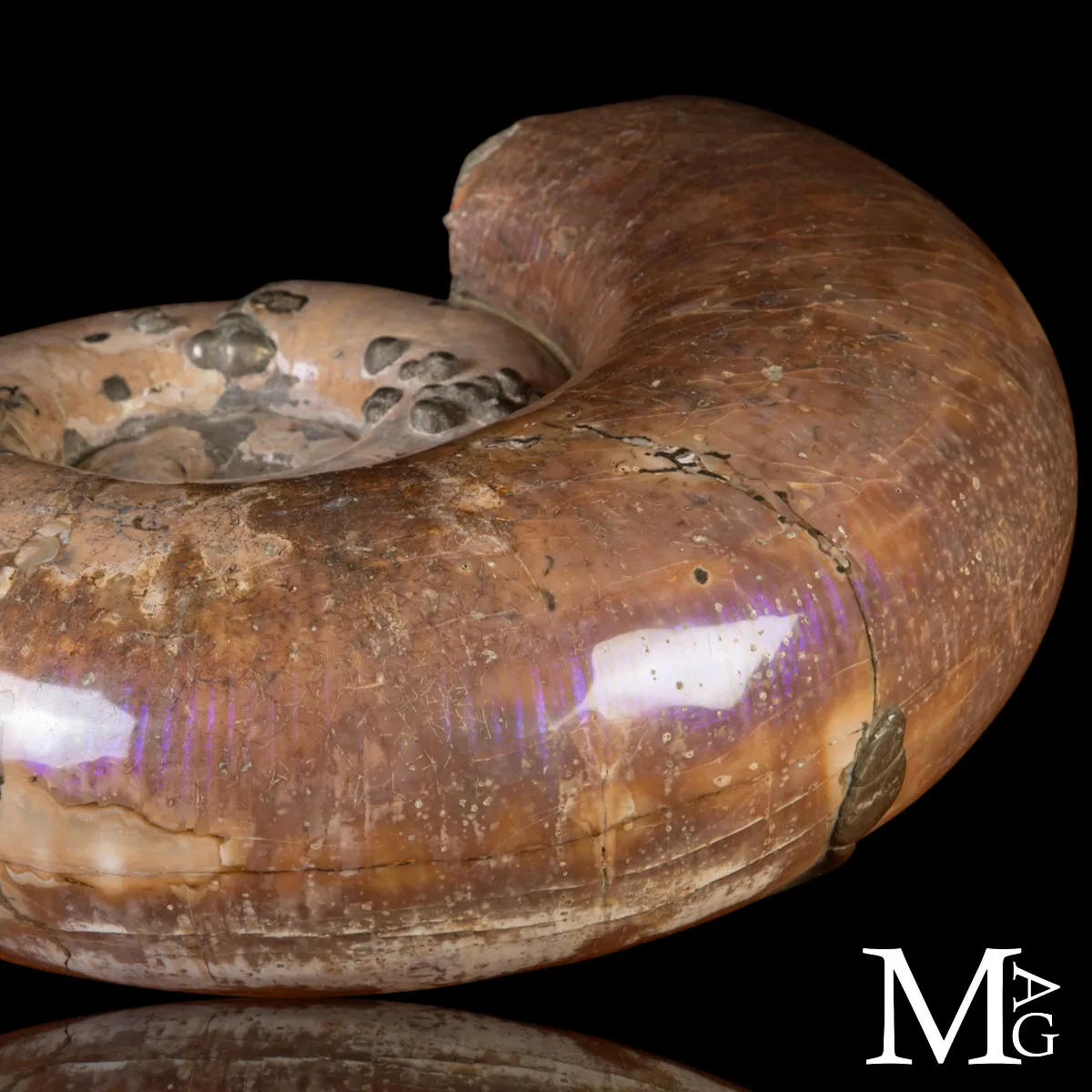 Rara Ammonite Lytoceras Opalescente con Cristalli di Pirite.