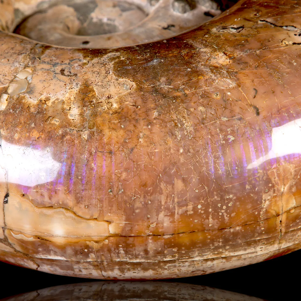 Rara Ammonite Lytoceras Opalescente con Cristalli di Pirite.