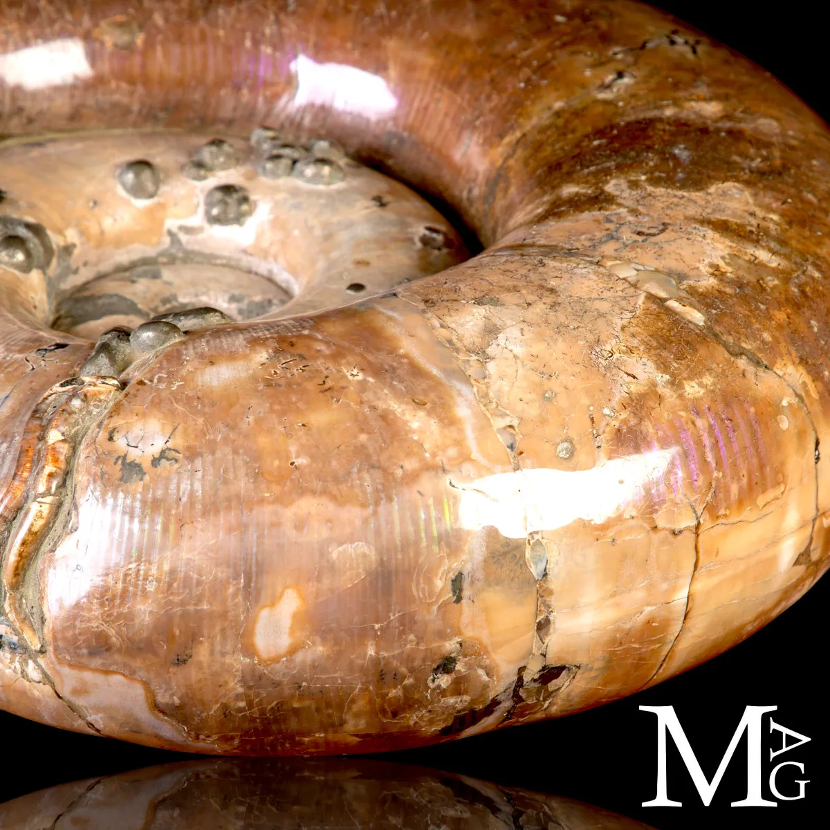 Rara Ammonite Lytoceras Opalescente con Cristalli di Pirite.