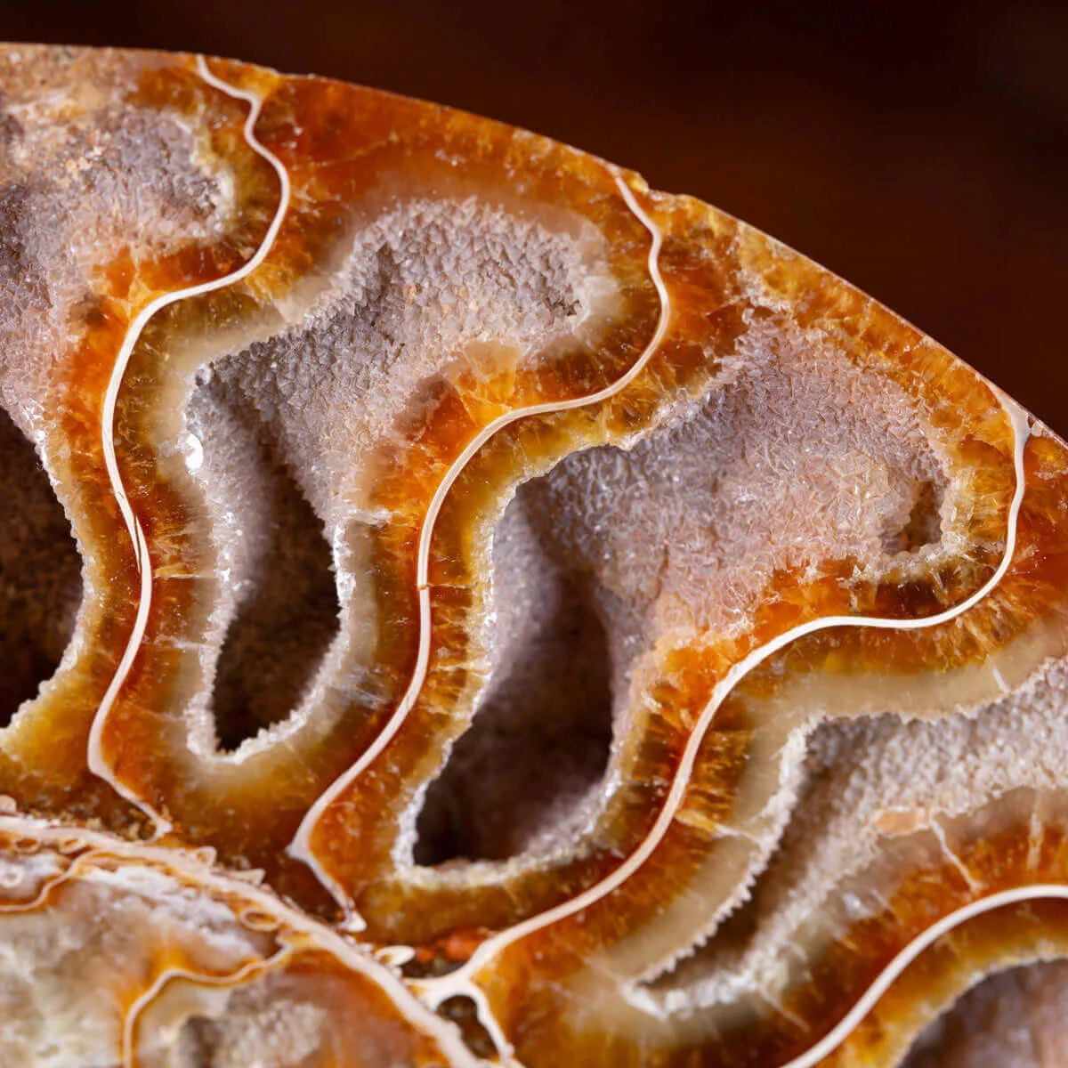 Ammonite Cleoniceras del Madagascar Sezionata: Un Tesoro del Periodo Albiano.
