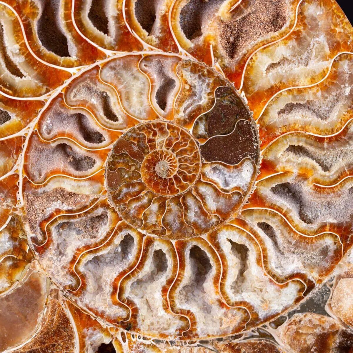 Ammonite Cleoniceras del Madagascar Sezionata: Un Tesoro del Periodo Albiano.