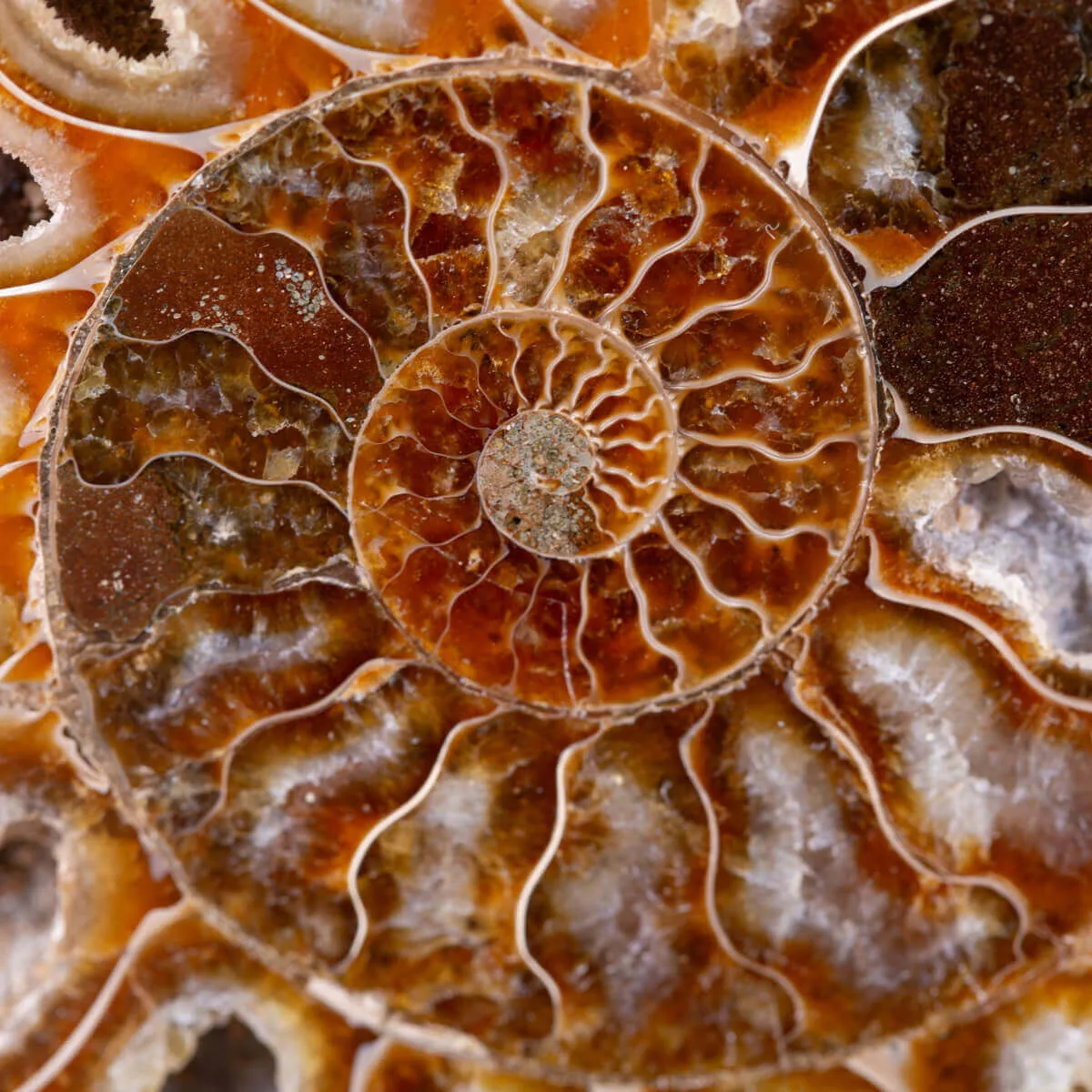 Ammonite Cleoniceras del Madagascar Sezionata: Un Tesoro del Periodo Albiano.