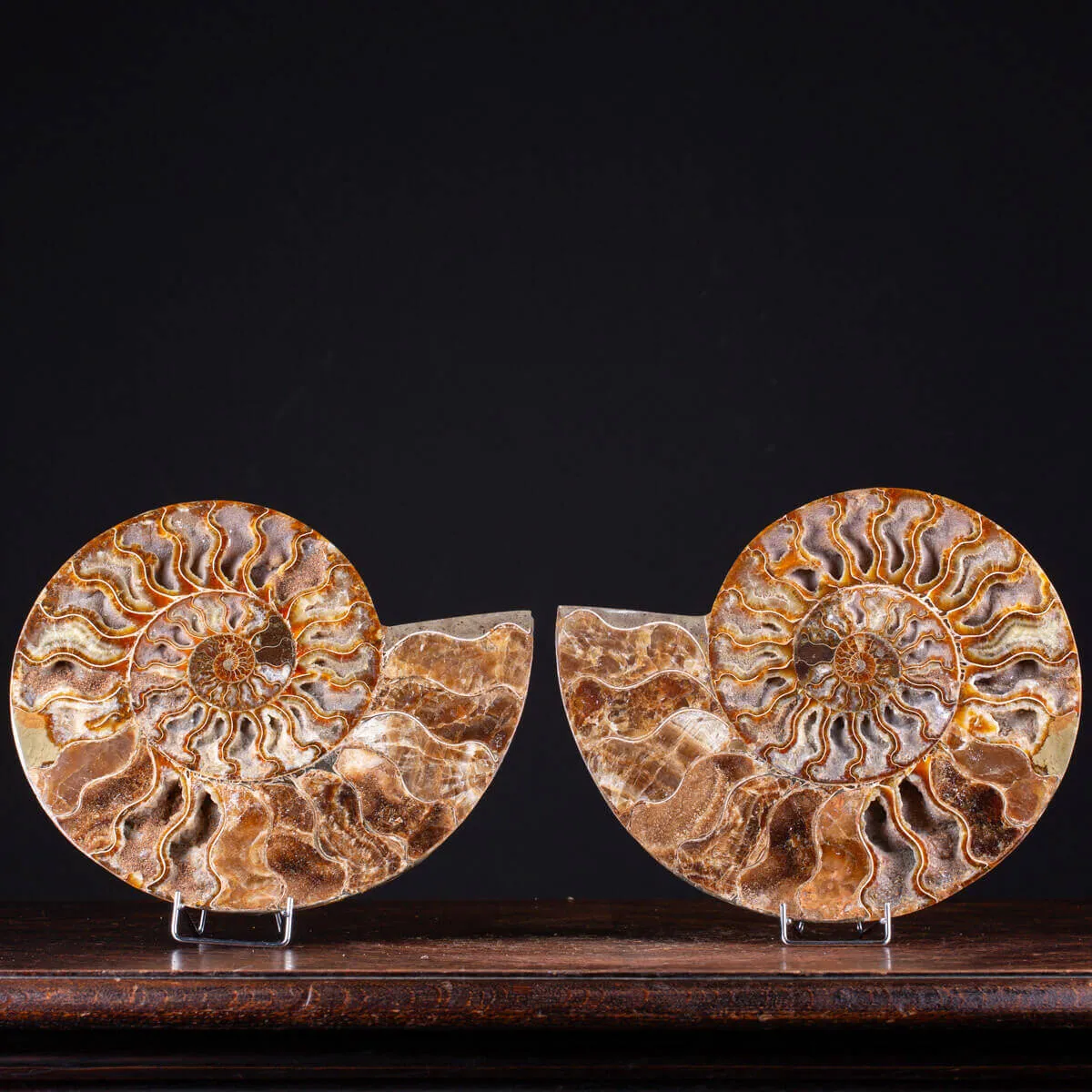 Ammonite Cleoniceras del Madagascar Sezionata: Un Tesoro del Periodo Albiano.