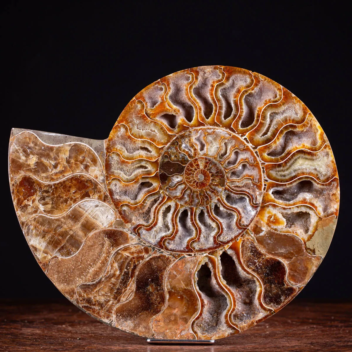 Ammonite Cleoniceras del Madagascar Sezionata: Un Tesoro del Periodo Albiano.