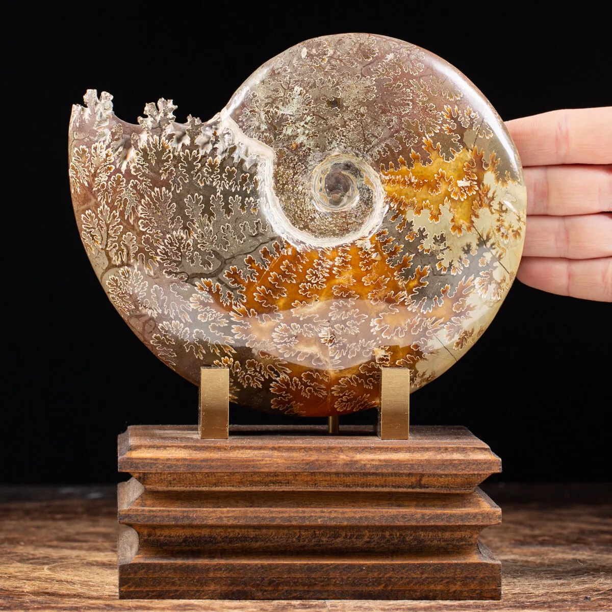 Ammonite Cleoniceras