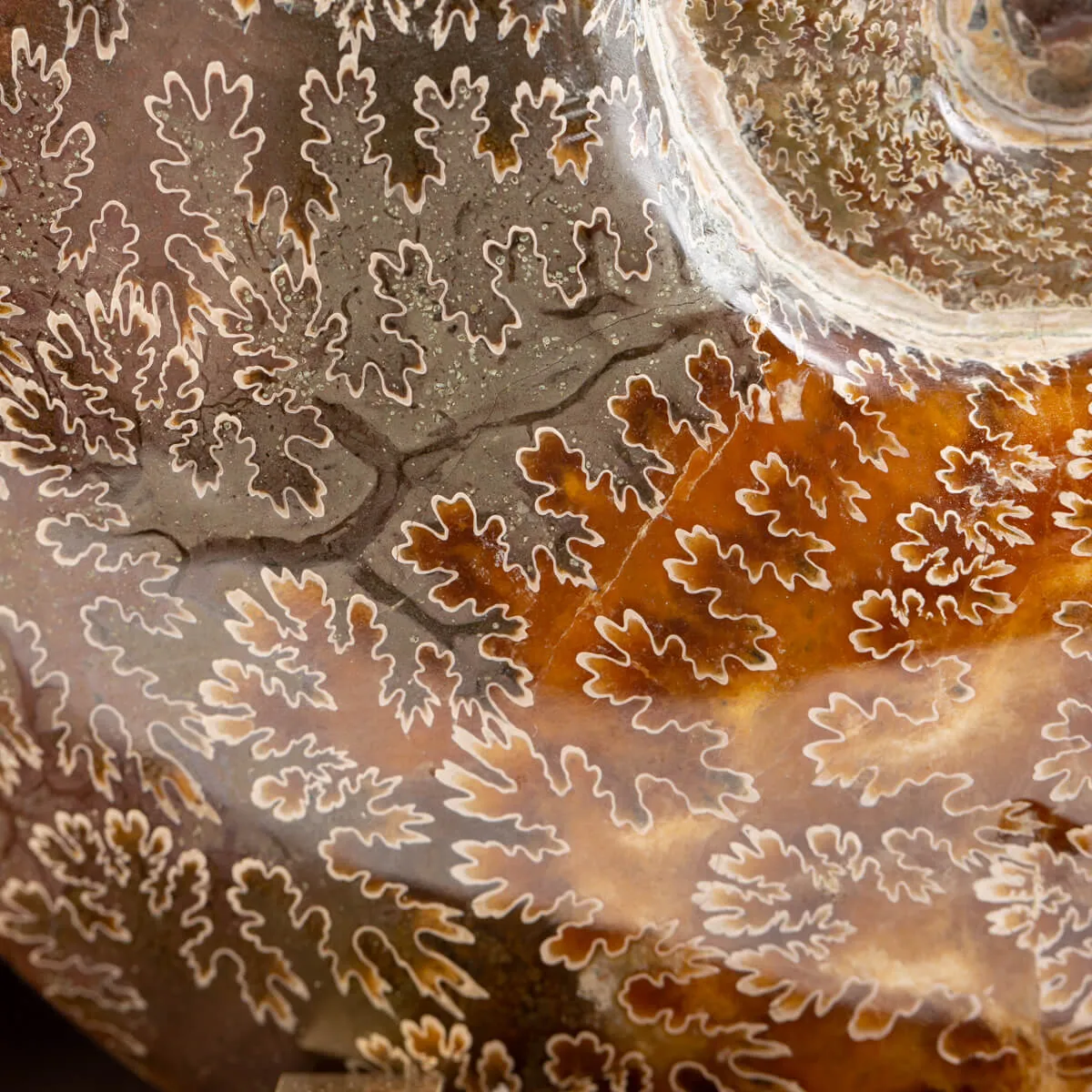Ammonite Cleoniceras
