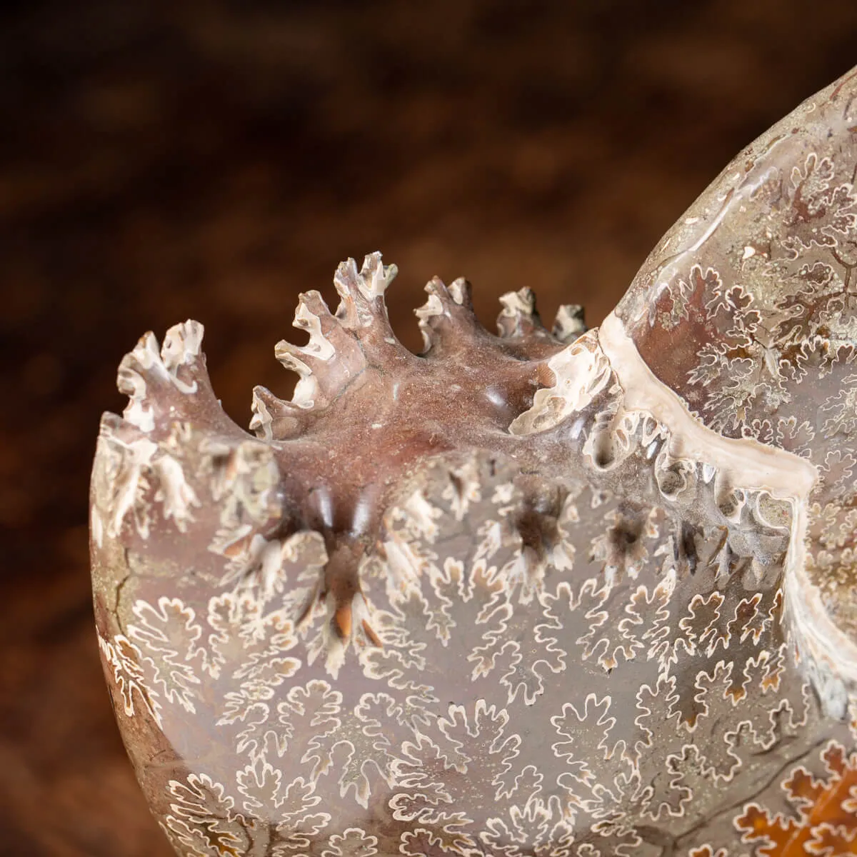 Ammonite Cleoniceras