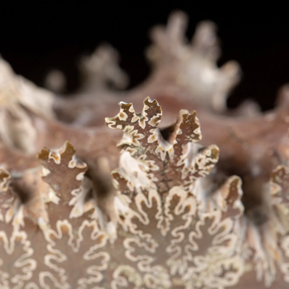 Ammonite Cleoniceras