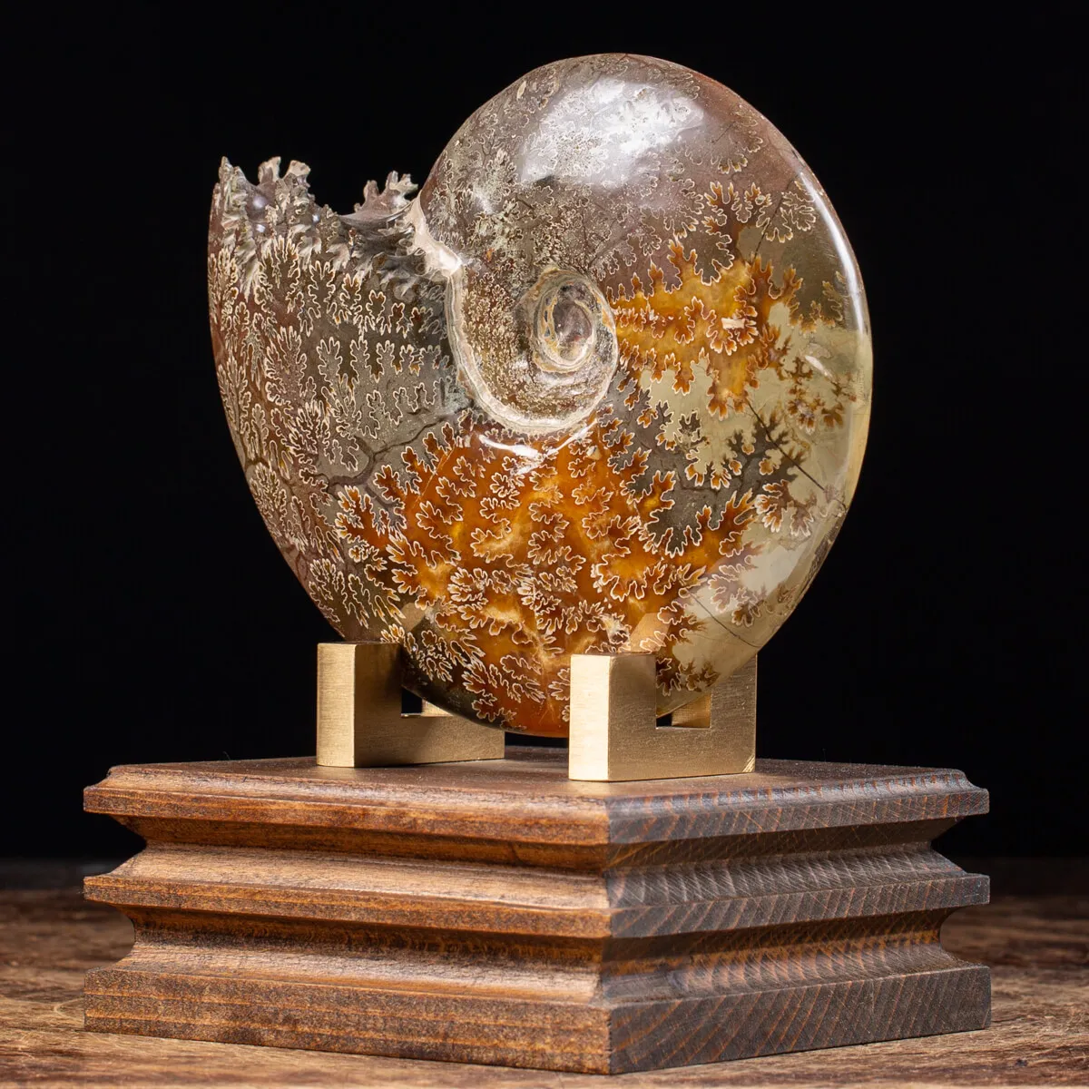 Ammonite Cleoniceras