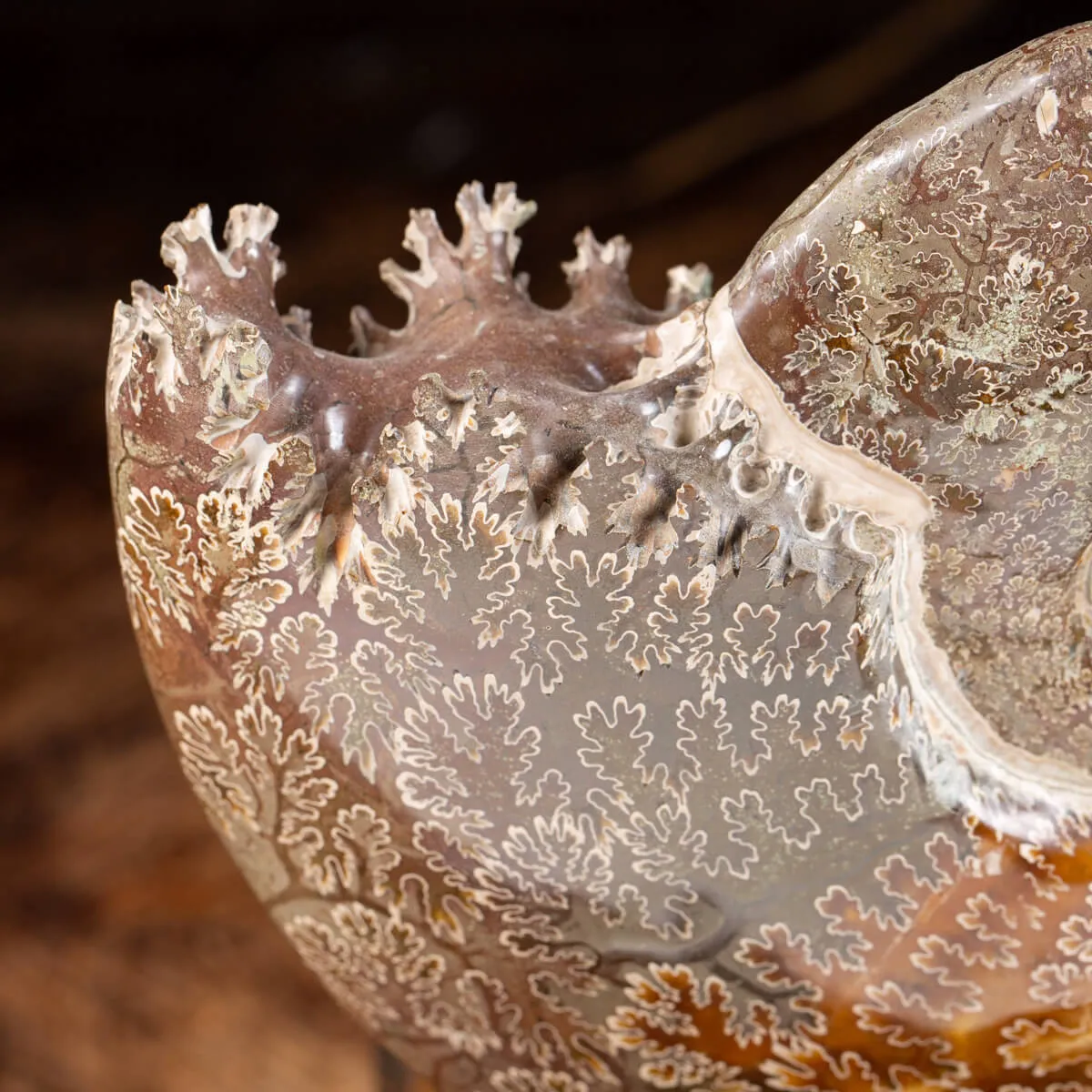 Ammonite Cleoniceras