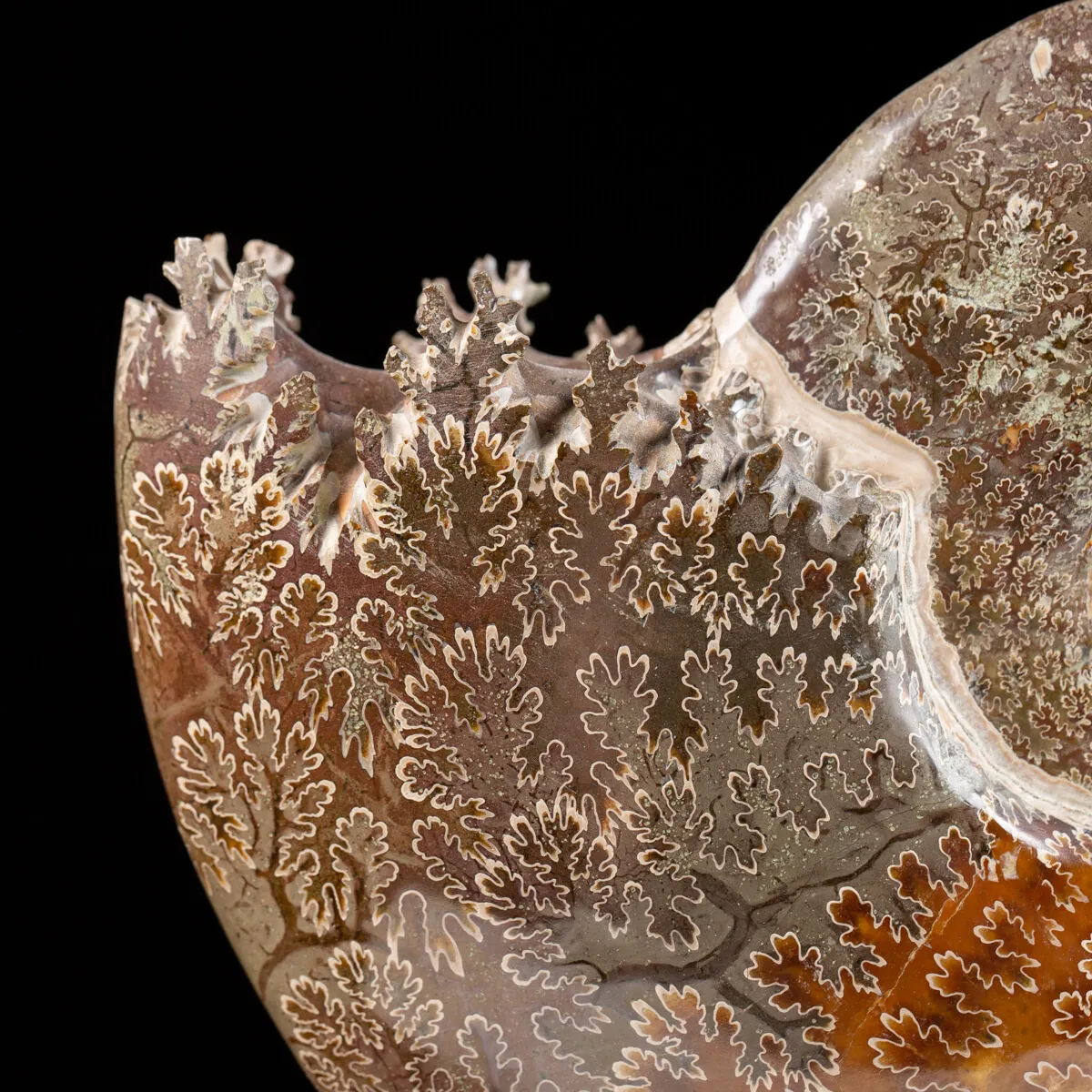 Ammonite Cleoniceras