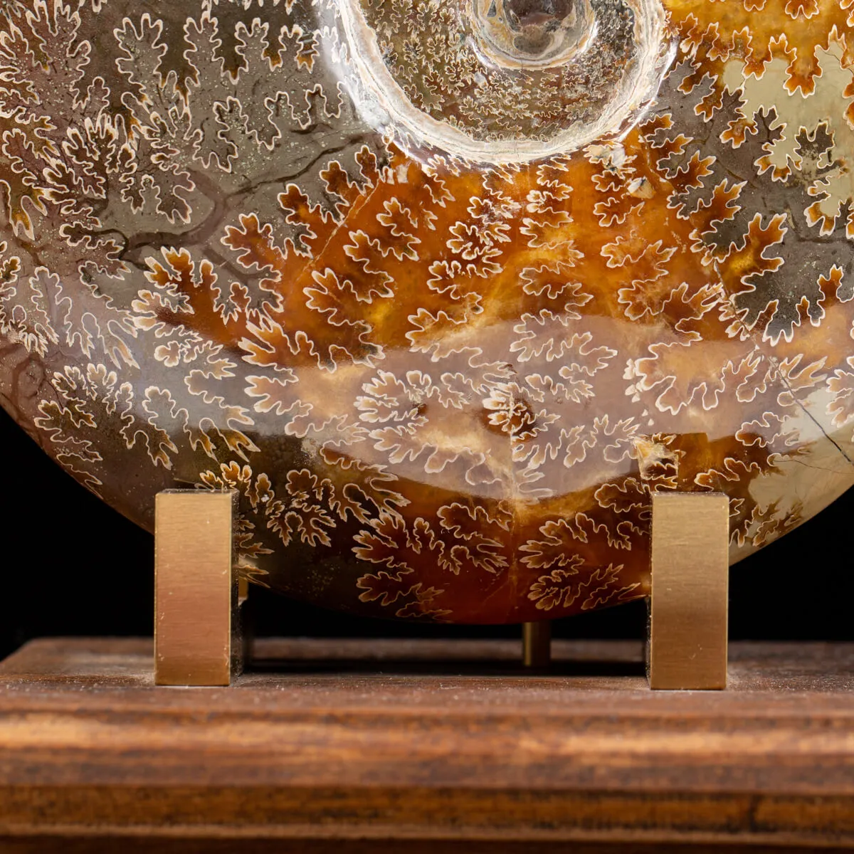 Ammonite Cleoniceras