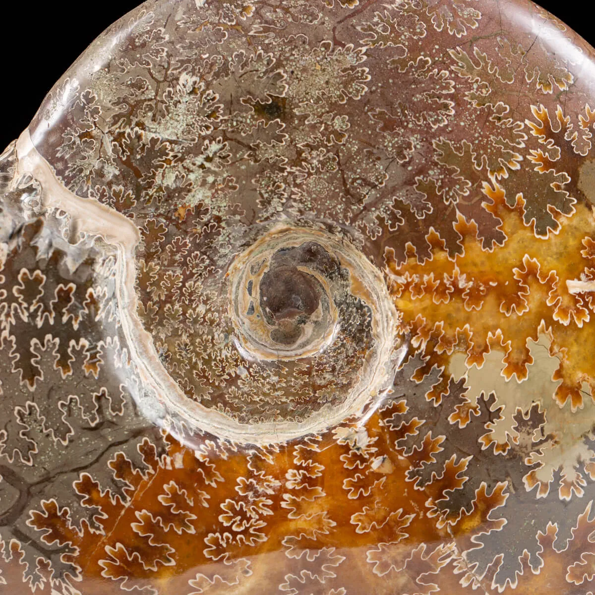 Ammonite Cleoniceras