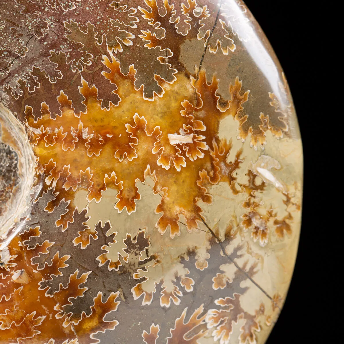 Ammonite Cleoniceras