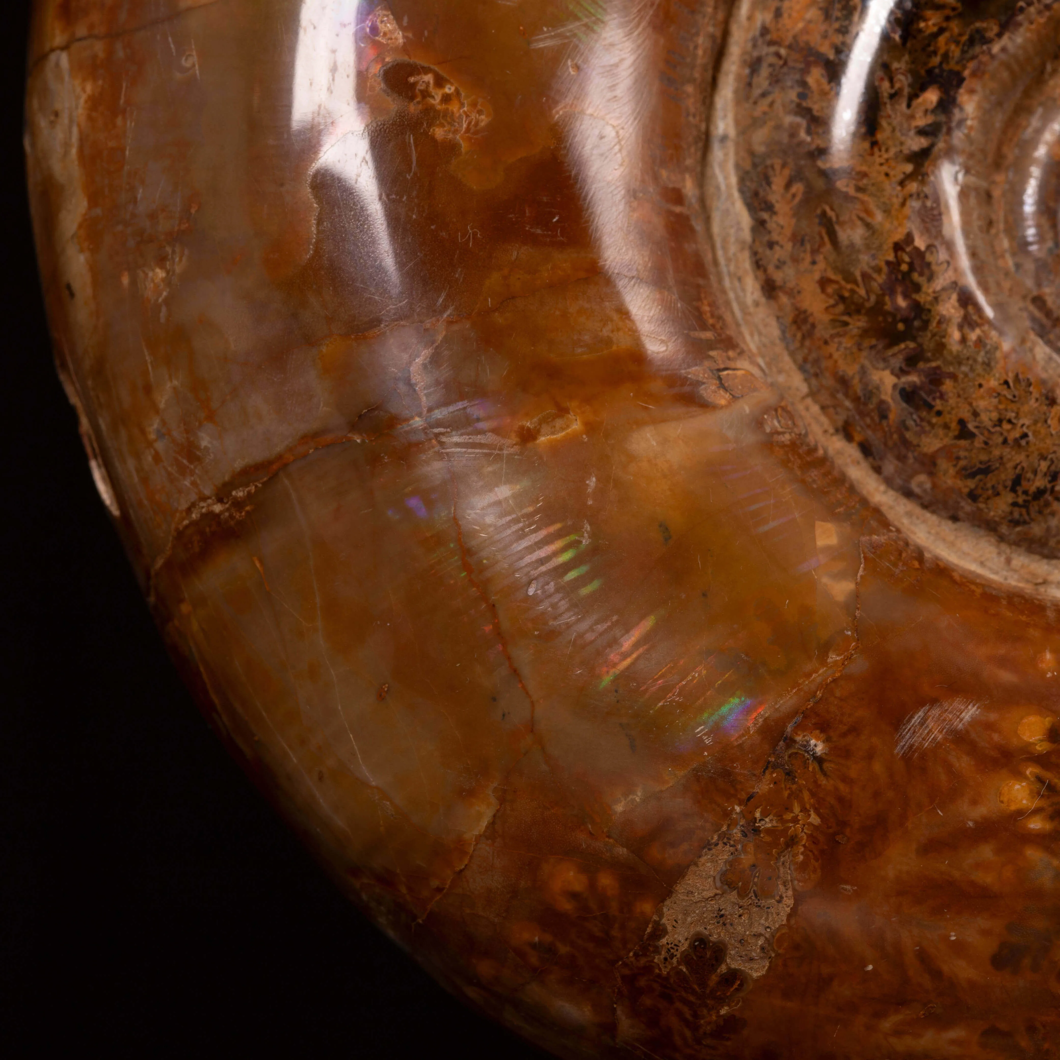 Ammonite Lytoceras Fimbriatum su Base di Legno e Ottone.