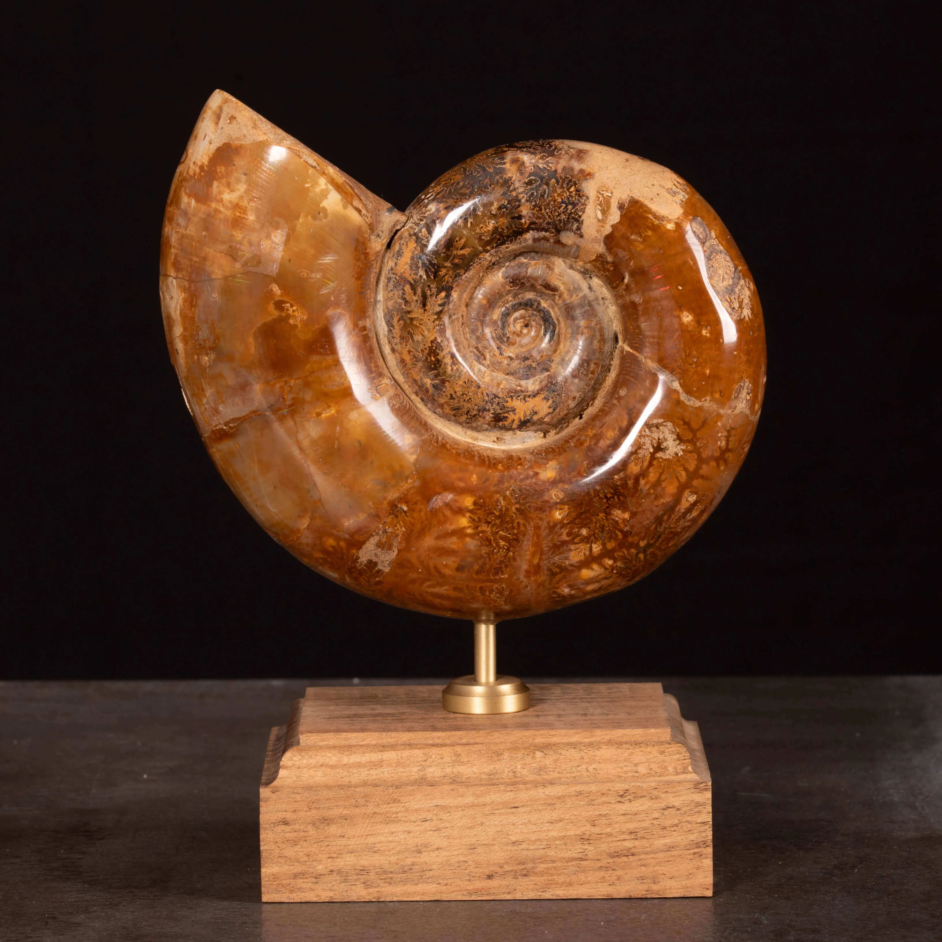 Ammonite Lytoceras Fimbriatum su Base di Legno e Ottone.
