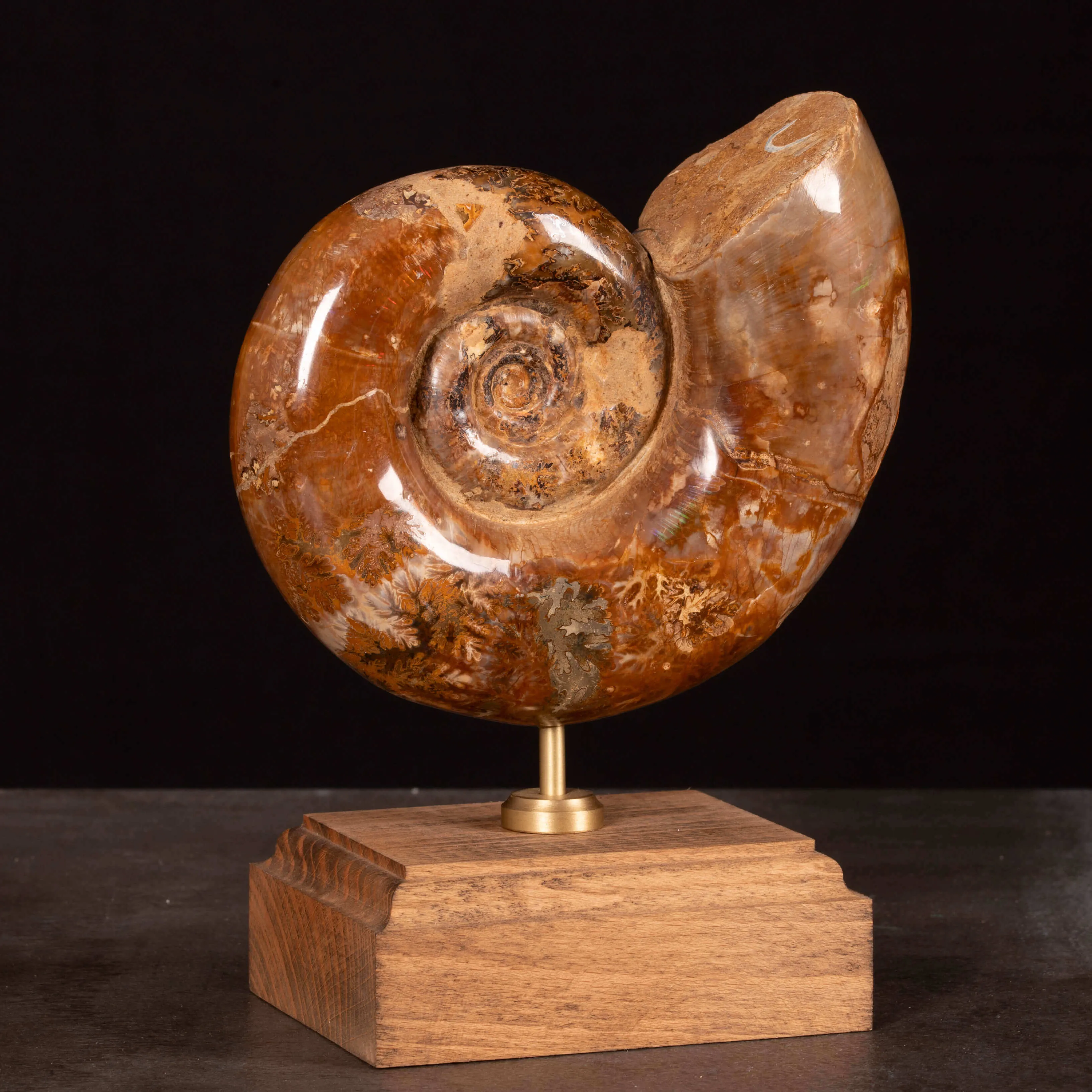 Ammonite Lytoceras Fimbriatum su Base di Legno e Ottone.