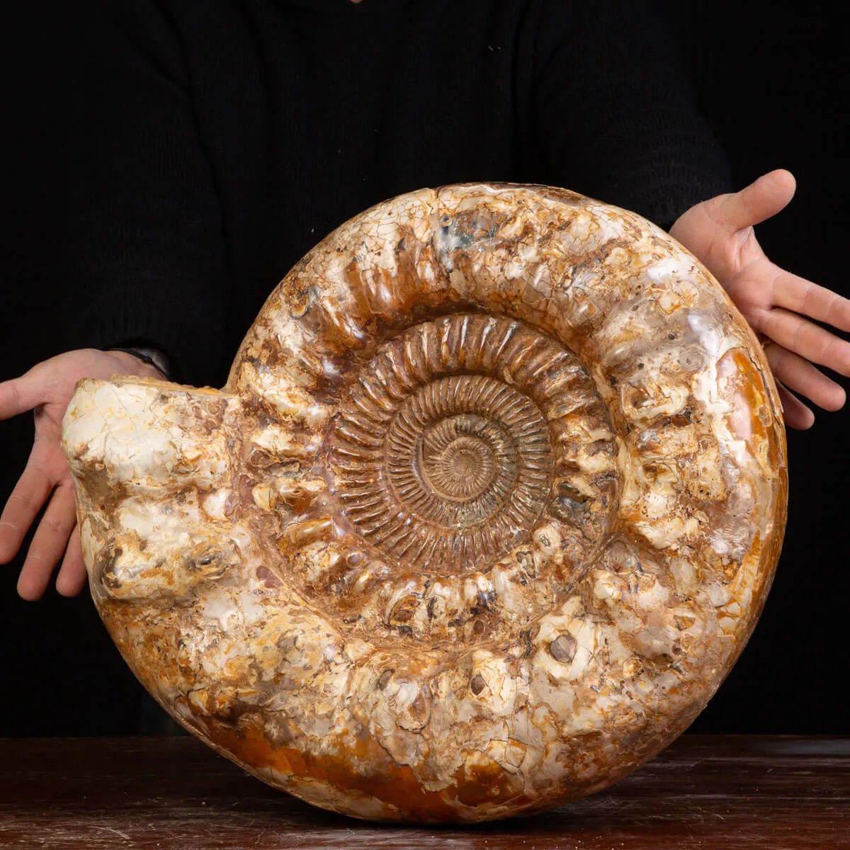 Ammonite Kranaosphinctes sp.: Un Tesoro di 110 Milioni di Anni.