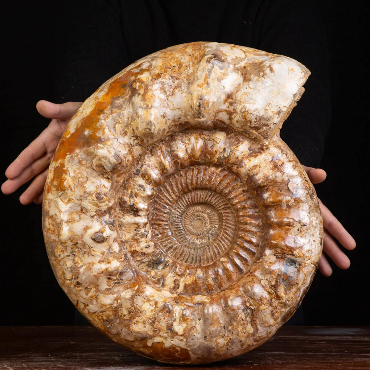 Ammonite Kranaosphinctes sp.: Un Tesoro di 110 Milioni di Anni.