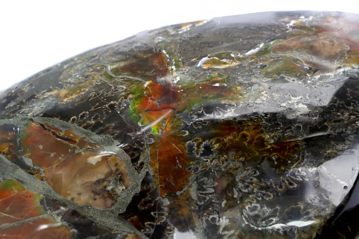 Ammonite Craspedodiscus Discofalcatus