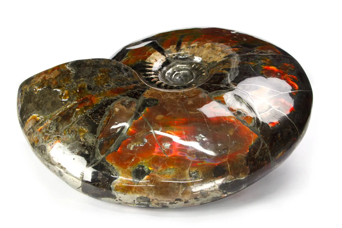 Ammonite Craspedodiscus Discofalcatus