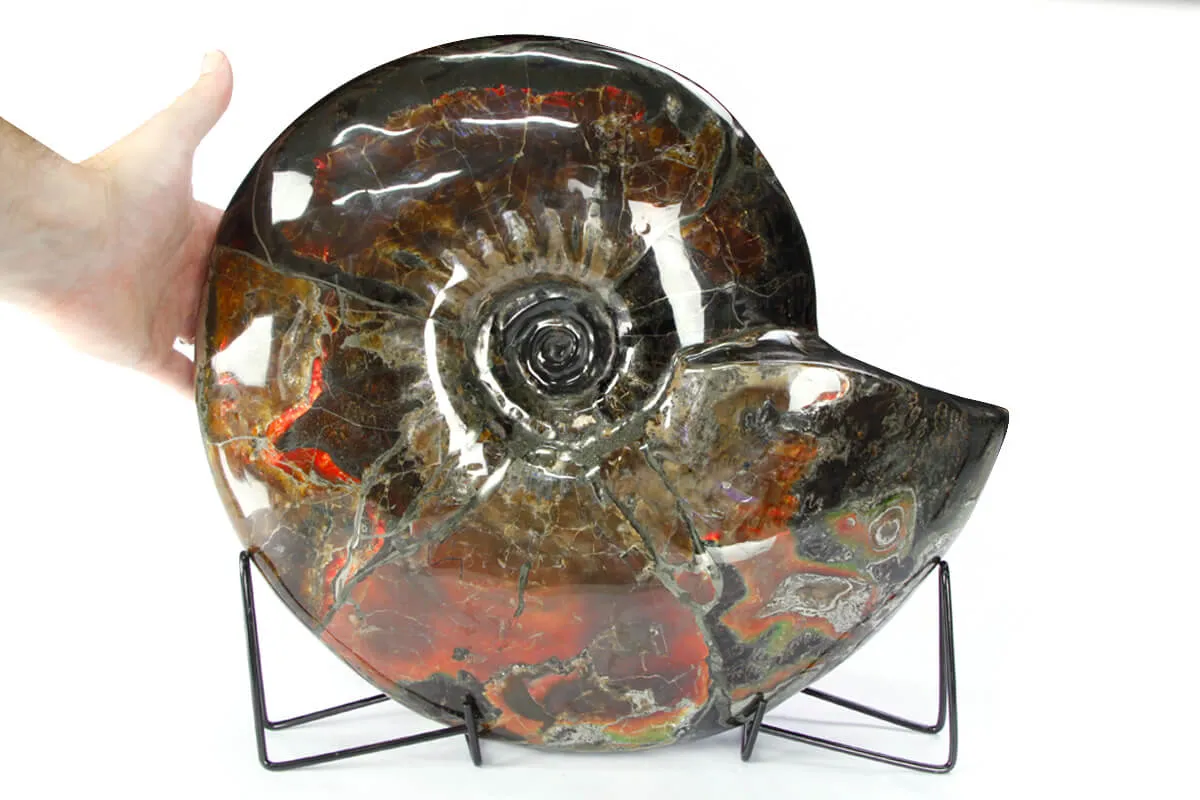 Ammonite Craspedodiscus Discofalcatus