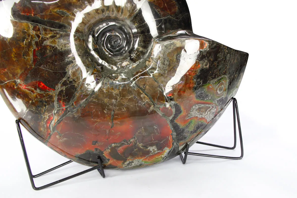 Ammonite Craspedodiscus Discofalcatus