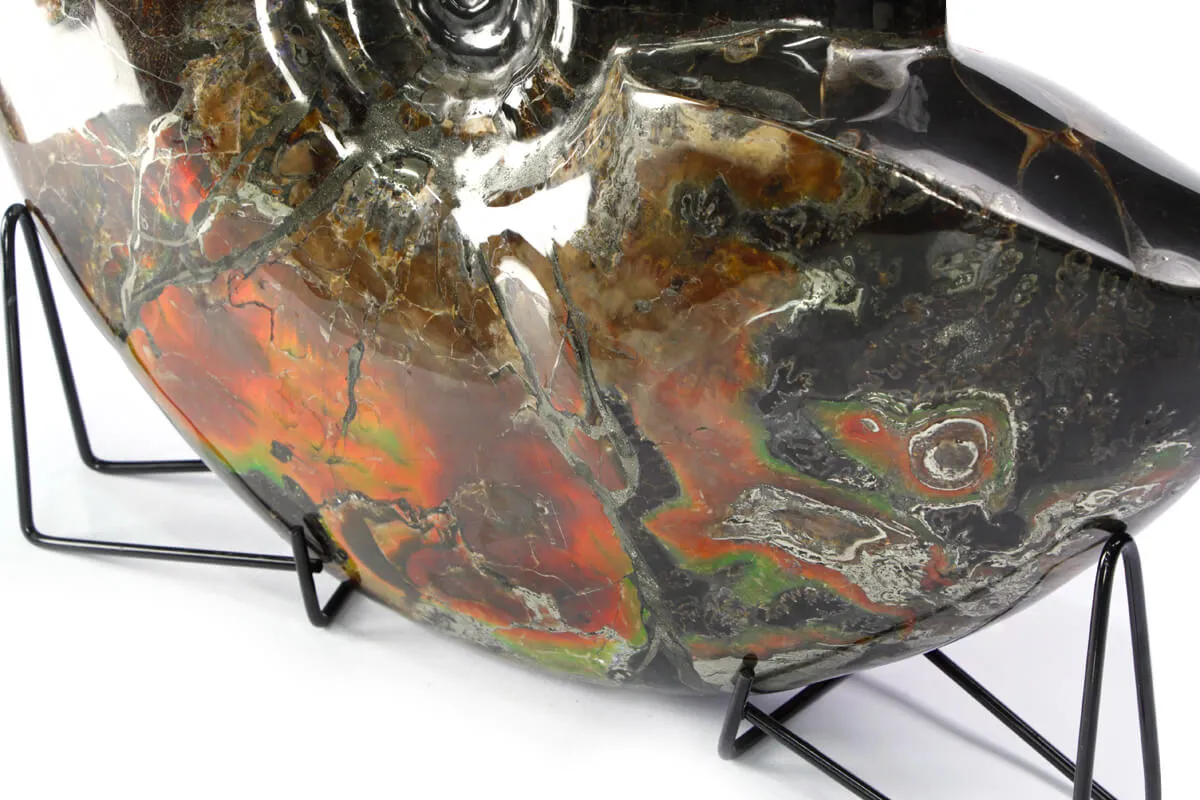 Ammonite Craspedodiscus Discofalcatus