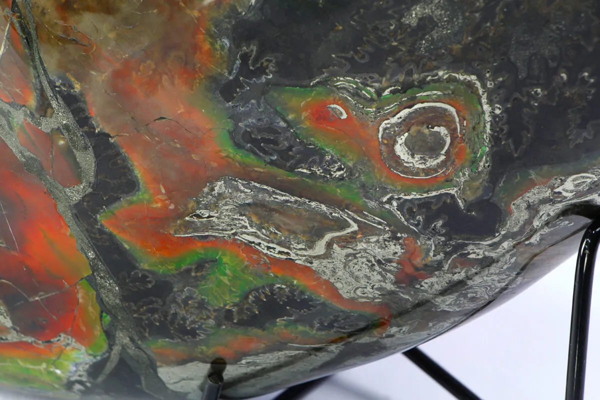Ammonite Craspedodiscus Discofalcatus
