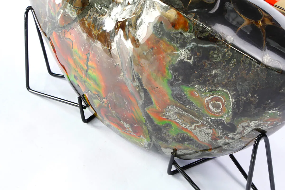 Ammonite Craspedodiscus Discofalcatus