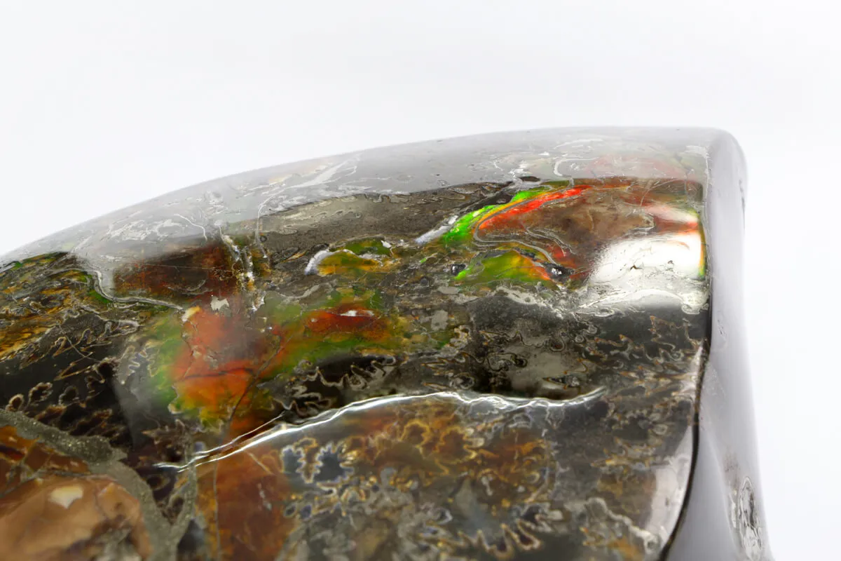 Ammonite Craspedodiscus Discofalcatus