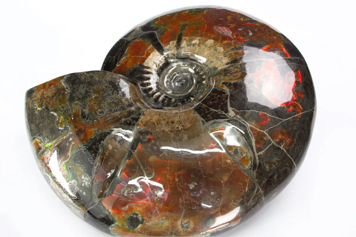 Ammonite Craspedodiscus Discofalcatus