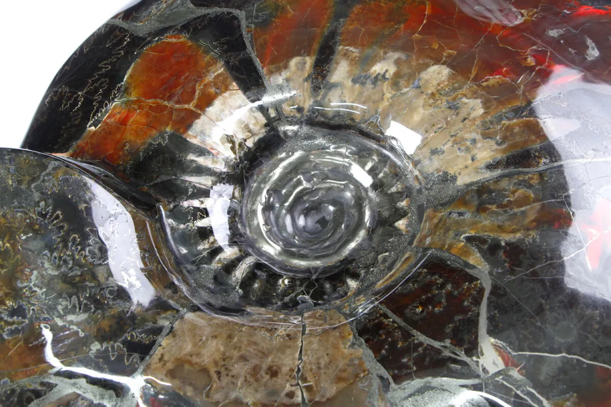 Ammonite Craspedodiscus Discofalcatus