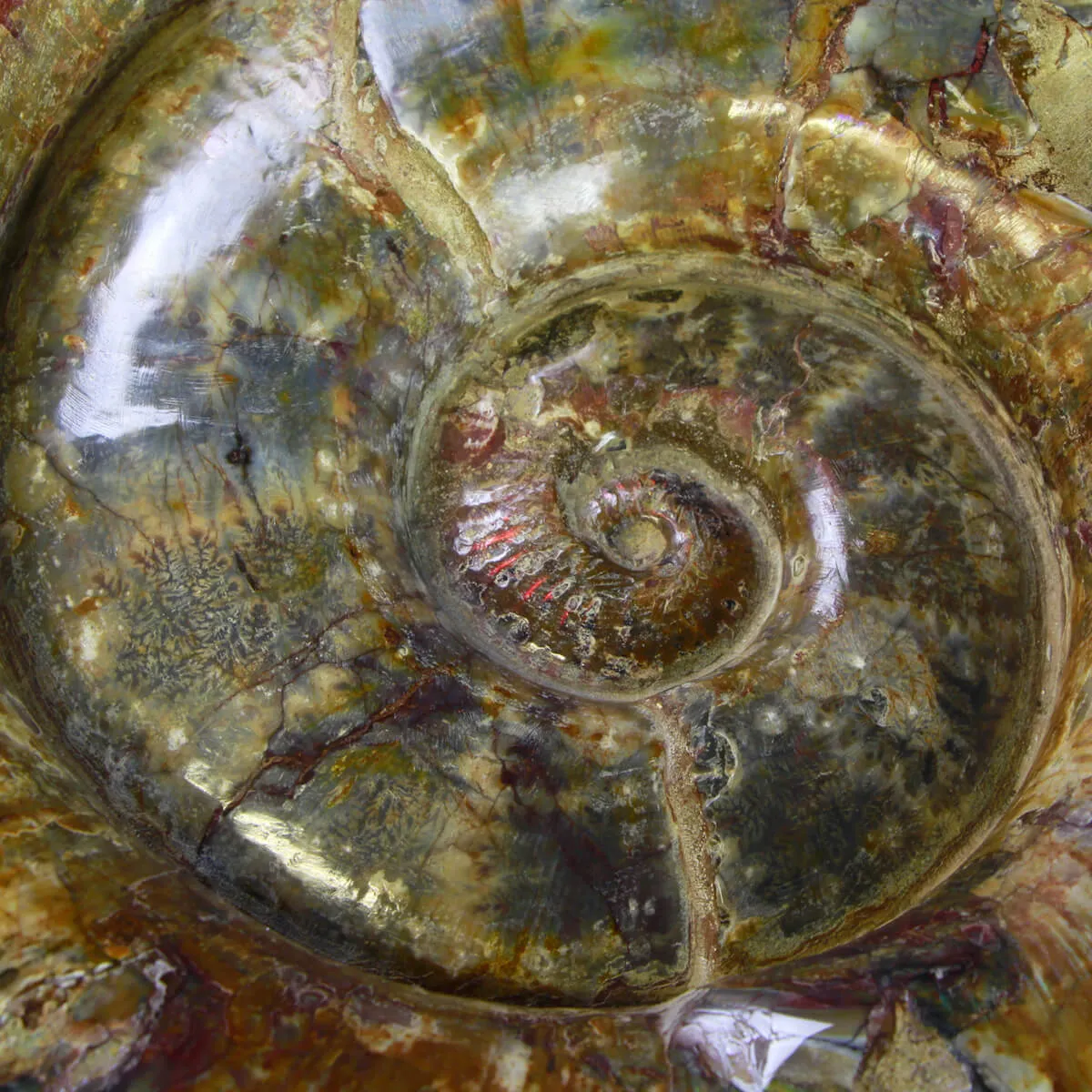 Ammonite Lytoceras