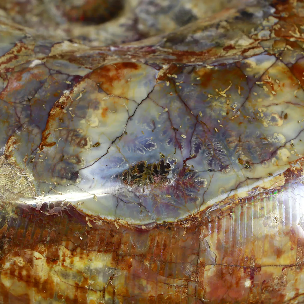 Ammonite Lytoceras