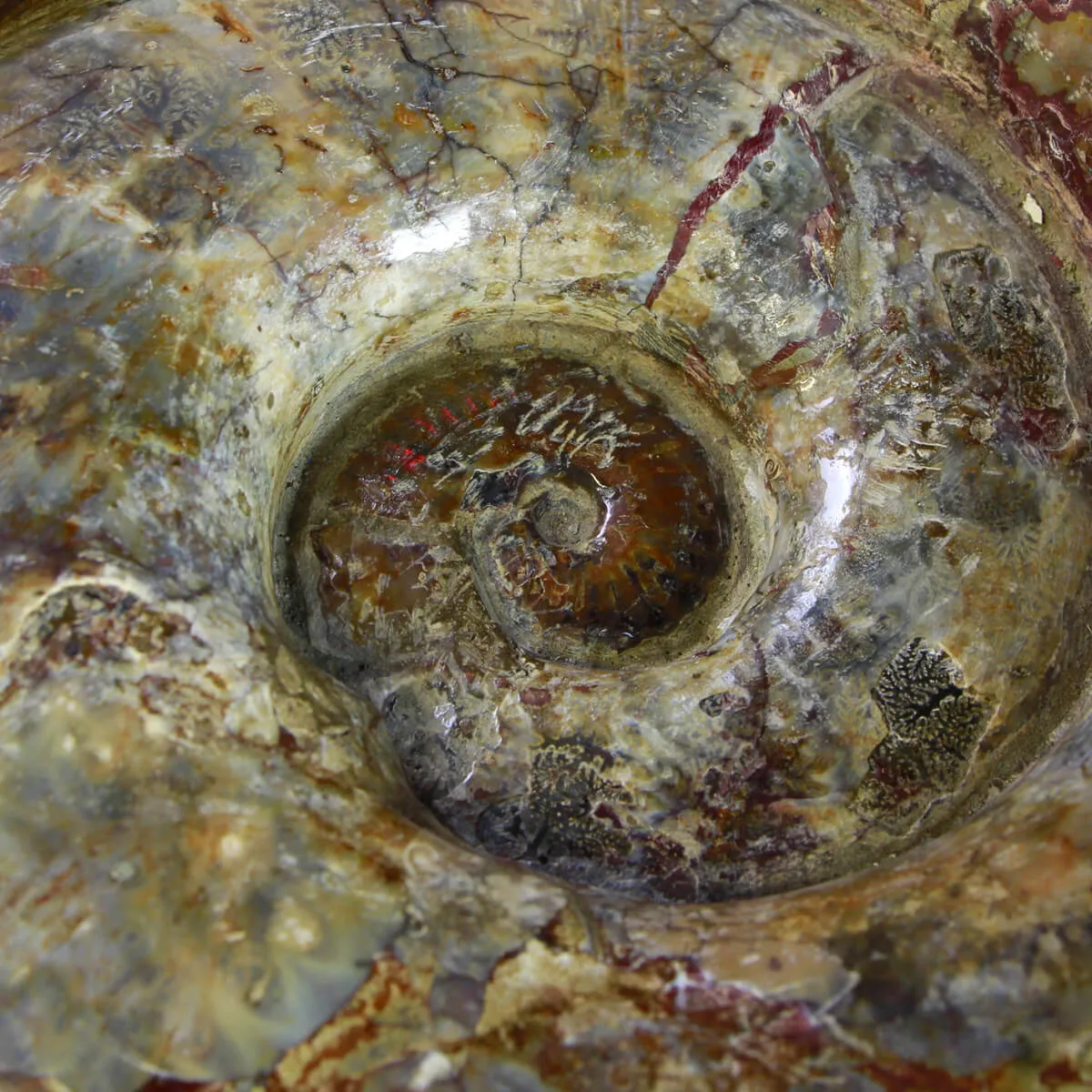 Ammonite Lytoceras