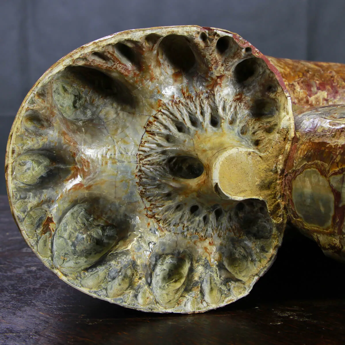 Ammonite Lytoceras