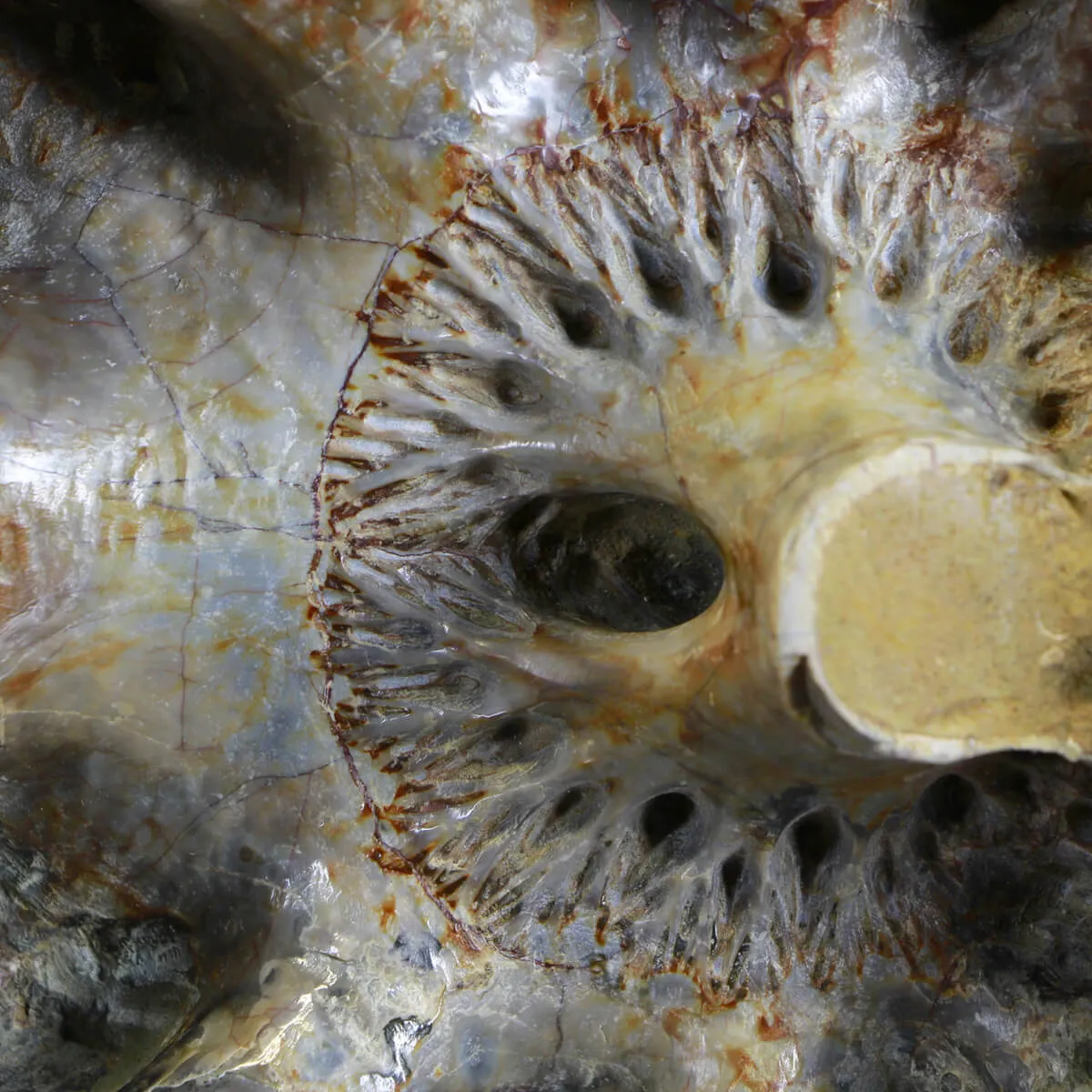Ammonite Lytoceras
