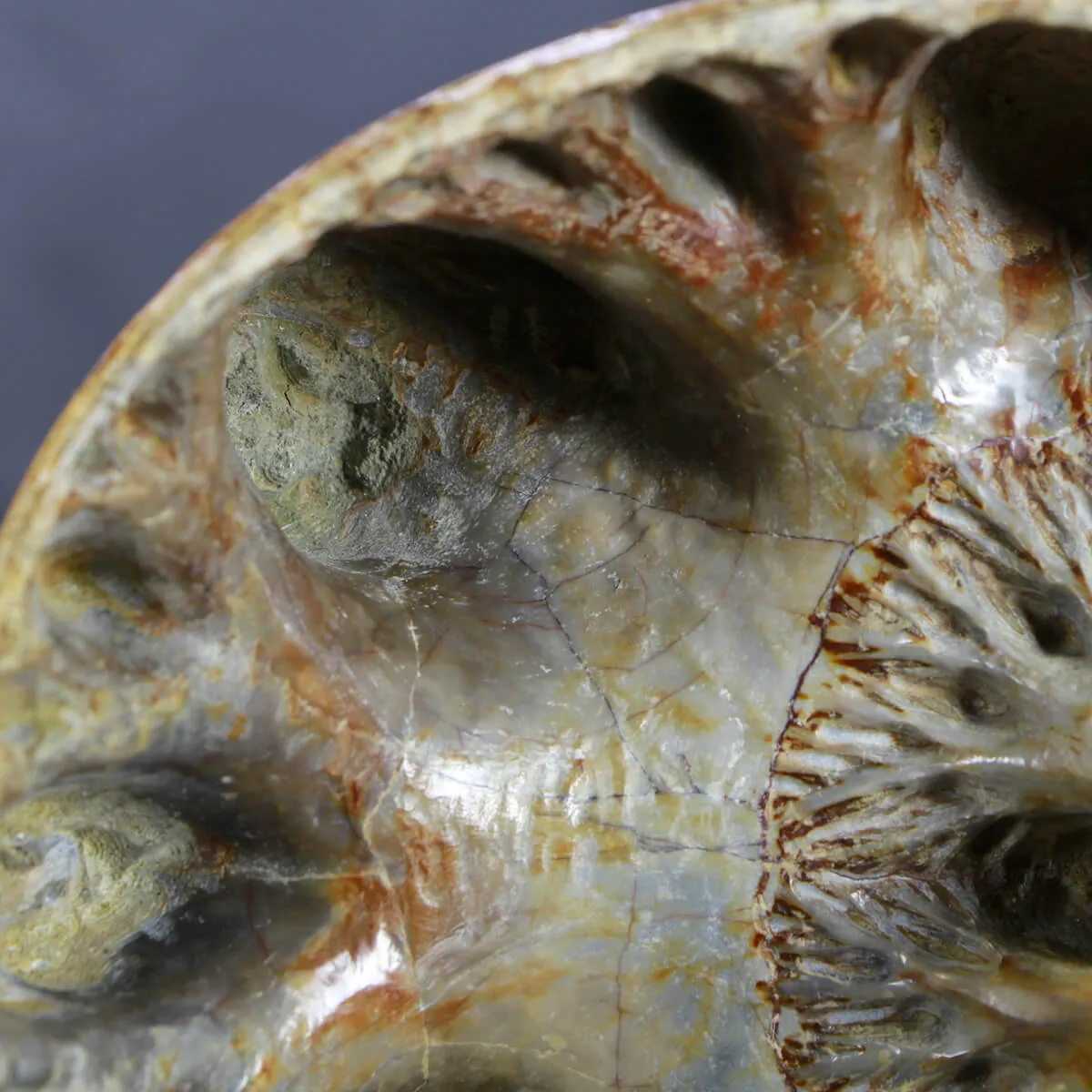Ammonite Lytoceras